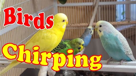 12 Hr Help Lonely Budgies Chirp Nature Parakeets Bird Sound Help