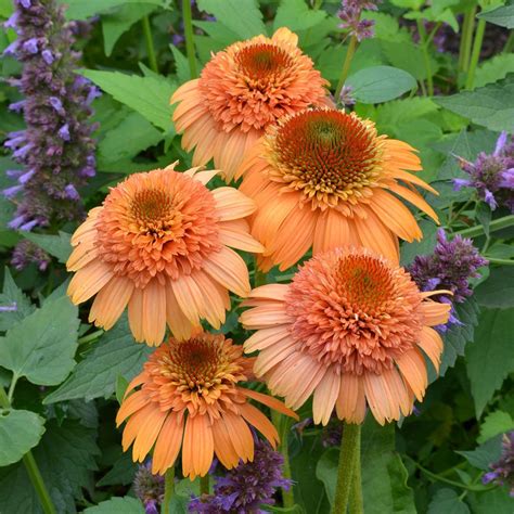 The flower box is a property of gulval farm cottages, along with the lily pad. Echinacea Supreme™ Cantaloupe | White Flower Farm