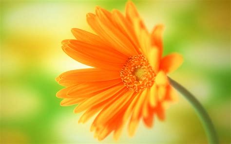 Free Download Single Flower Wallpapers 1920x1200 For Your Desktop