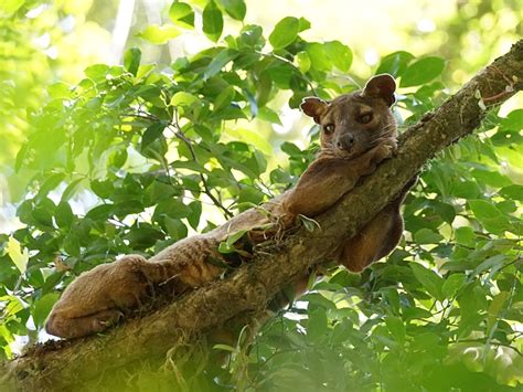 Happy Lemurs 7 New Reserves Established In Madagascar Lifegate
