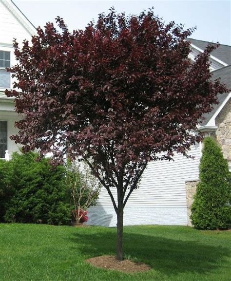 Because purples leaves are interesting and unusual, plant breeders have selected for variants that will produce anthocyanin even when the leaves are prepared for high light intensities. the garden: The Ubiquitous Burgundy Tree | Purple leaf ...