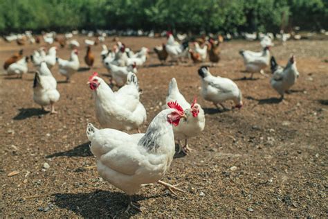 A Chicken Farm 9 Rules For Starting Your Own Poultry Farm Chicken