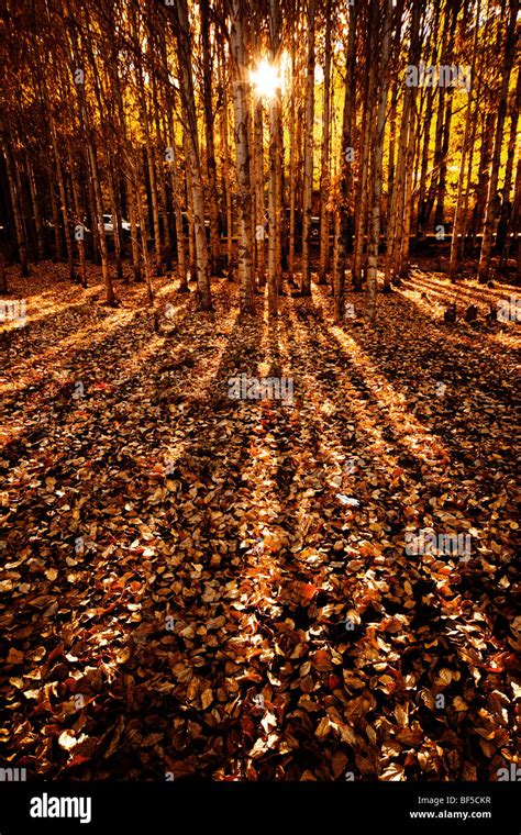 Sun Casting Shadow Over A Bed Of Fallen Birch Tree Leaves Near Gonga