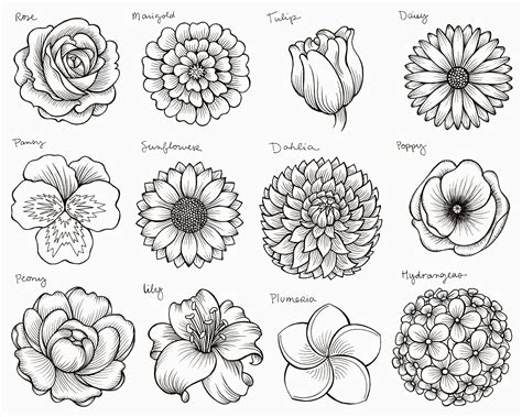 Nature Draw Outline Flowers
