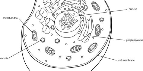 Using Real Science Odyssey Biology 2 For A Co Op Class The Detailed