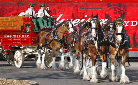 Here Comes The King World Famous Budweiser Clydesdales Are Coming To