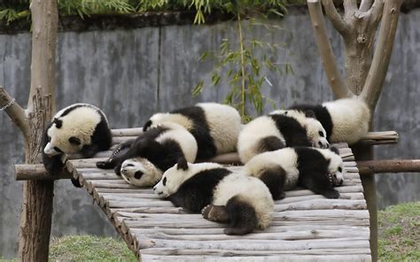 Buckets Of Cute Pandas At Sichuan Giant Panda Sanctuaries