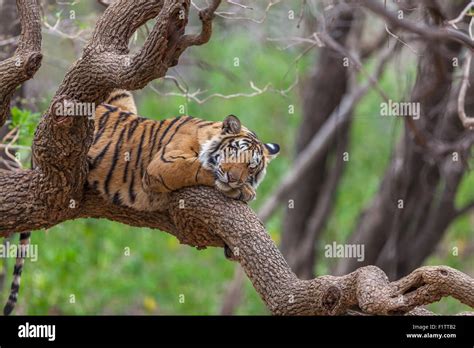 Tiger Climbing Tree Hi Res Stock Photography And Images Alamy