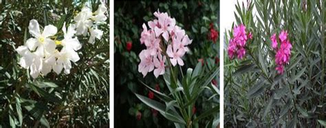 Toxicity Effects Of Nerium Oleander Basic And Clinical Evidence A