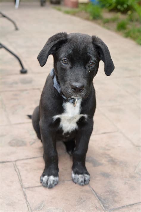 Black Labrador Pitbull Mix Puppies