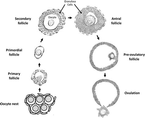 Oogenesis And Ovarian Follicle Stages Download Scientific Diagram