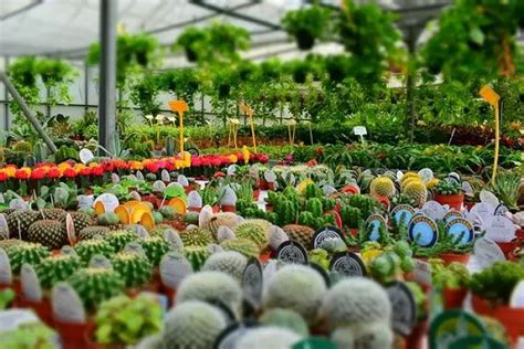 15 Types Of Nursery In Agriculture And Horticulture
