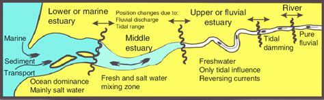 Schematic Structure Of An Estuary Boundaries Between Reaches May