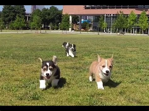 They had a blast exploring tech's campus! GoPro: Corgi Puppies at Georgia Tech - YouTube