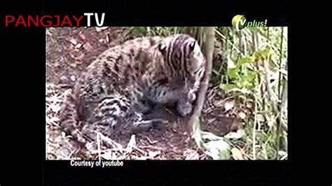 Kucing hibrida yang berasal dari perkawinan tiga kucing yakni serval afrika dan macan asia. Kucing Terlangka Di Dunia - YouTube