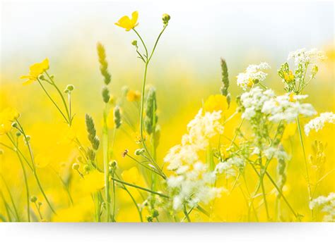 Find great deals on ebay for green flower canvas. Yellow Wildflowers - Wall Art, Canvas Print - Paradise ...