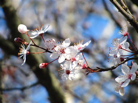 Free Images Tree Nature Branch Fruit Flower Food Spring