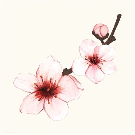 Hand Drawn Cherry Blossom Flower Isolated Free Image By