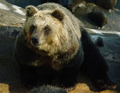 The Brown Bears Of Japan 10 Facts Bear Informer