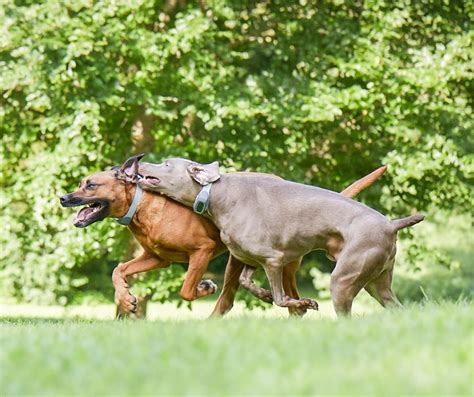 Training Two Dogs At Once To The Spoton System And More Spoton