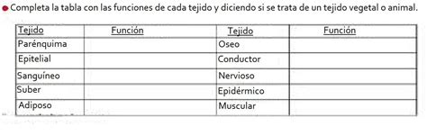 Completa La Tabla Con Las Funciones De Cada Tejido Y Diciendo Si Se