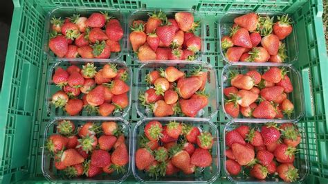 Strawberry Picking Robots Ease Worker Shortage During Harvest At