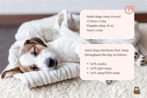 How Many Hours A Day Does A Dog Sleep Canine Sleep Cycle