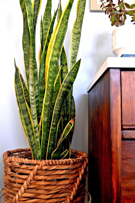 How to propagate snake plant? snake plant is a must in my home! | Pflanzen ...