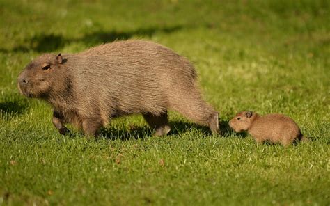 Worlds Largest Rodent Born At Chester Zoo Cheshire Live