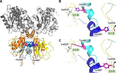 High Level Production Of Isoleucine And Fusel Alcohol By Expression Of