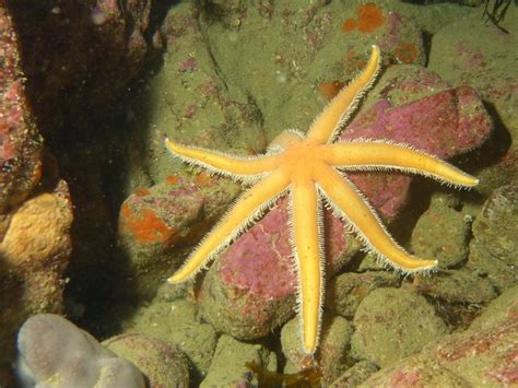 Seven Armed Starfishluidia Ciliaris