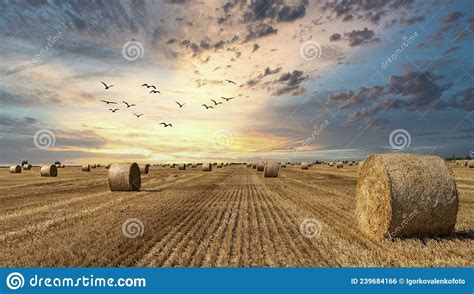 Haystacks Lie In A Field At Sunset Landscape Stock Photo Image Of