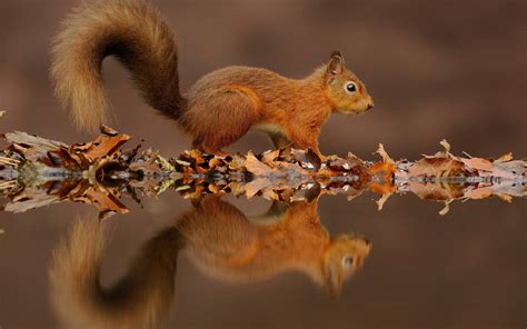 Animal Squirrel Hd Wallpaper