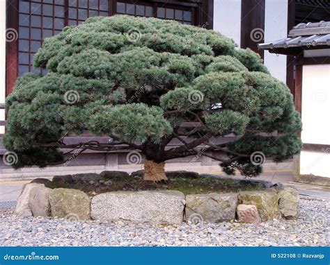 Arbre De Pin Japonais Photo Stock Image Du Bonzaies Jardinage 522108