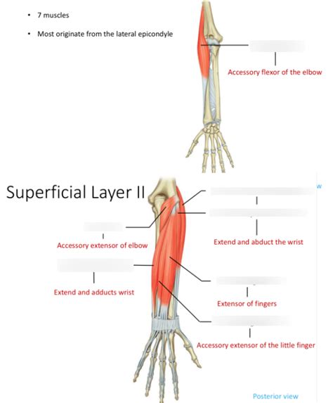 47 Muscles Of The Forearm Posterior Superficial Layer Diagram Quizlet