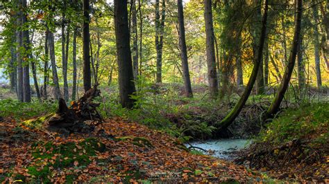 Wild Autumn Forest Forest Landgoed Geijsteren Photography William