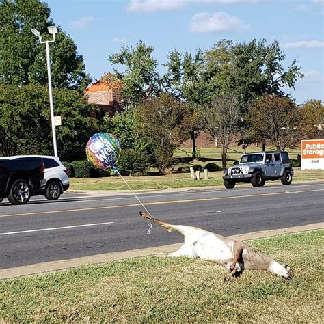 This Dead Deer With A Get Well Balloon Rmildlyinteresting