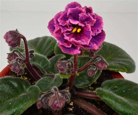 Double african violet flower type. bridal-bouquet | African violets, Violet plant, African ...