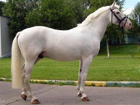 Orlov Trotter Pretty Horses Horse Love Beautiful Horses Animals