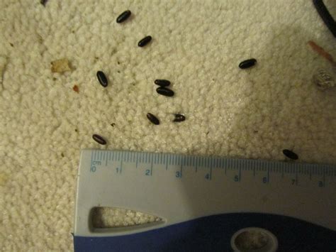 The Dangers Of Bed Bug Poop Bedbugs