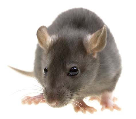 Funny Rat Isolated On White Background 0800 0258677 Scotlands Pest