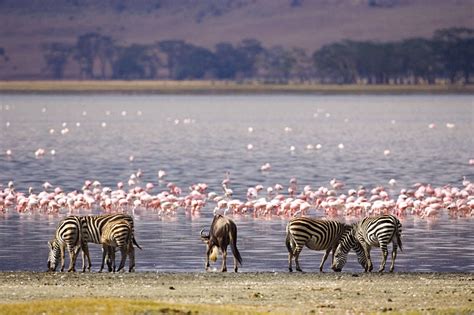 Flamingos Galore And More In Lake Nakuru National Park Kenya