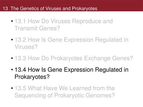Ppt The Genetics Of Viruses And Prokaryotes Powerpoint Presentation