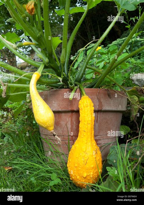 Yellow Summer Crookneck Squash Growing In A Terra Cotta Pot In