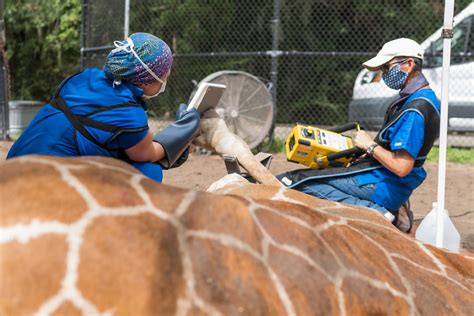 Uf Veterinarians Successfully Using New Placenta Derived Treatment For