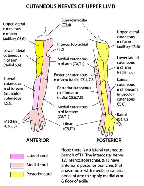 Ulnar Nerve Spinal Nerve Nerve Anatomy Body Anatomy Chronic Pain