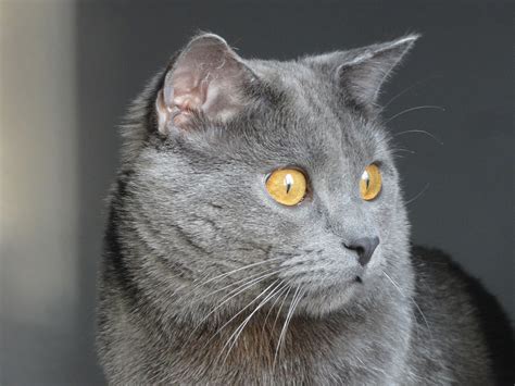 Chartreux Cat At The Great Cat In History Art And Literature