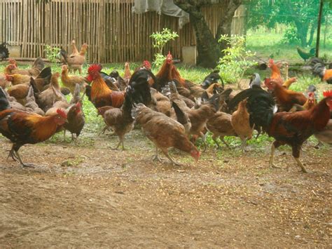 Native Chicken Philippin News Collections