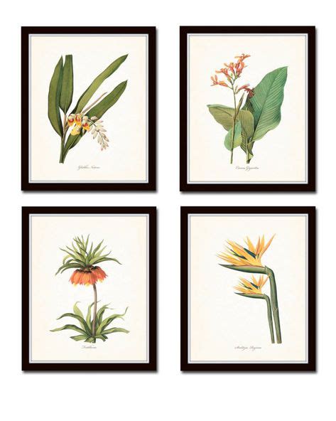 Tropical Garden Print Set No 5 Giclee Botanical Prints Vintage