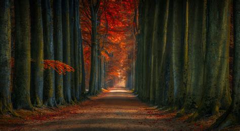 Beautiful Tree Lined Road Wallpaper Hd Nature 4k Wallpapers Images